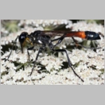 Ammophila sabulosa - Sandwespe 60-w04a 20mm Teverener Heide.jpg